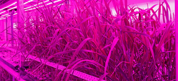 Tarwe groeit in een hightechcontainer.